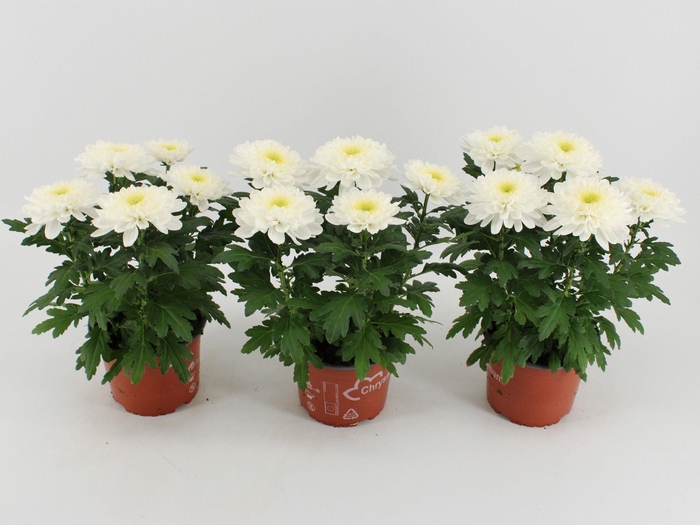 <h4>Chrysant Zembla Wit</h4>