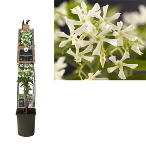 Trachelospermum jasminoides +3.0 label