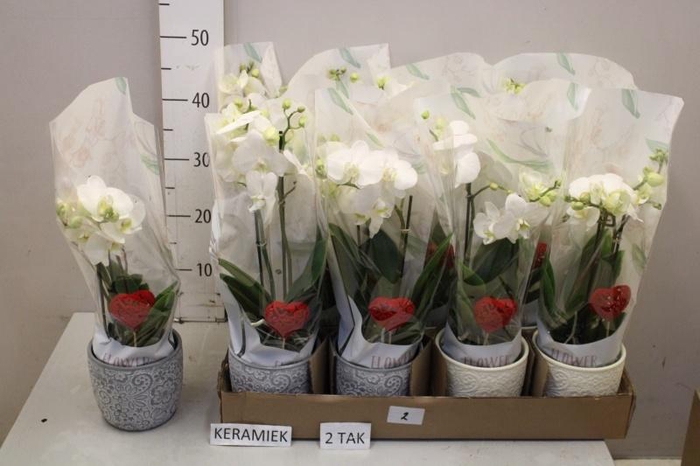 <h4>ARR PHAL MT</h4>