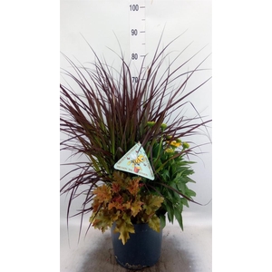 Vaste pltn   ...       [Perennials]