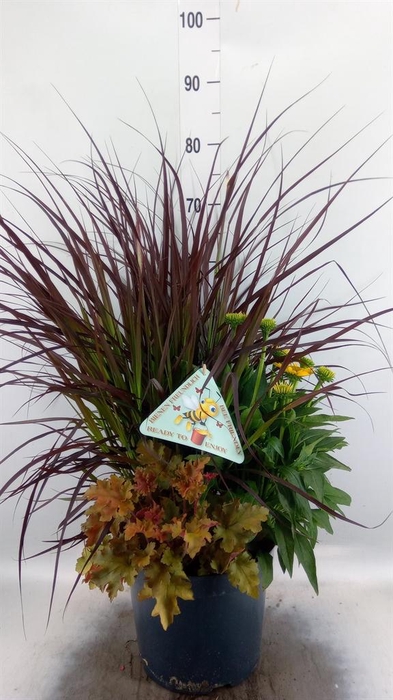 <h4>Vaste pltn   ...       [Perennials]</h4>