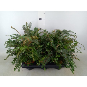 Pellaea rotundifolia