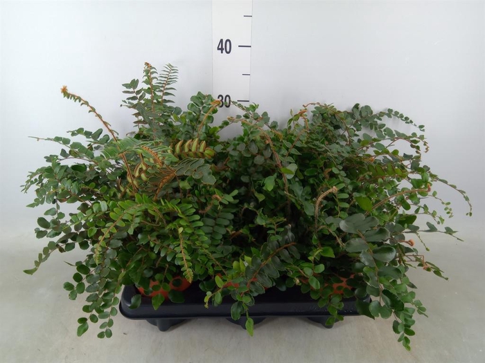 <h4>Pellaea rotundifolia</h4>