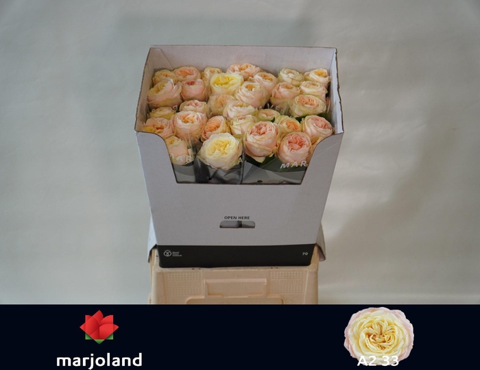 <h4>R GR PRISCILLA!</h4>