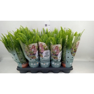 Nephrolepis exal. 'Green Lady'