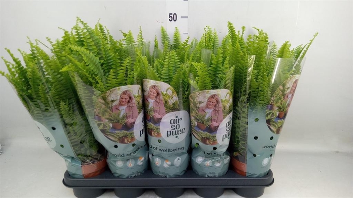 <h4>Nephrolepis exal. 'Green Lady'</h4>