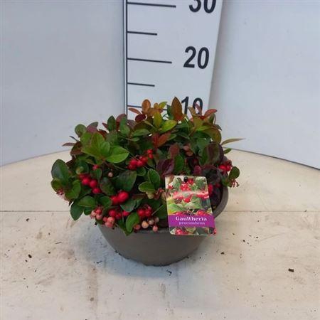 arr8 Gaulth Procumbens