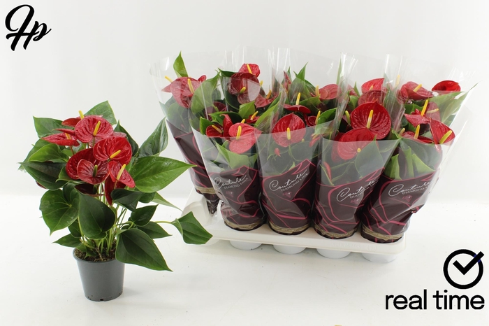 <h4>ANTHU DIAMOND RED</h4>