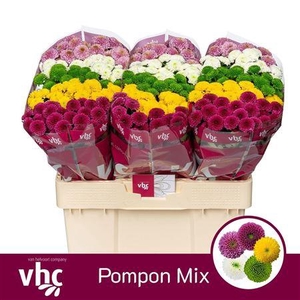 Chr S Pompon Mixed