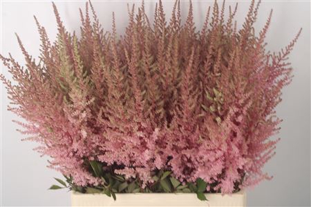 <h4>Astilbe Erika Pink</h4>