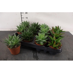 Haworthia 8.5 Cm. P. Premium Mix / Gemengd