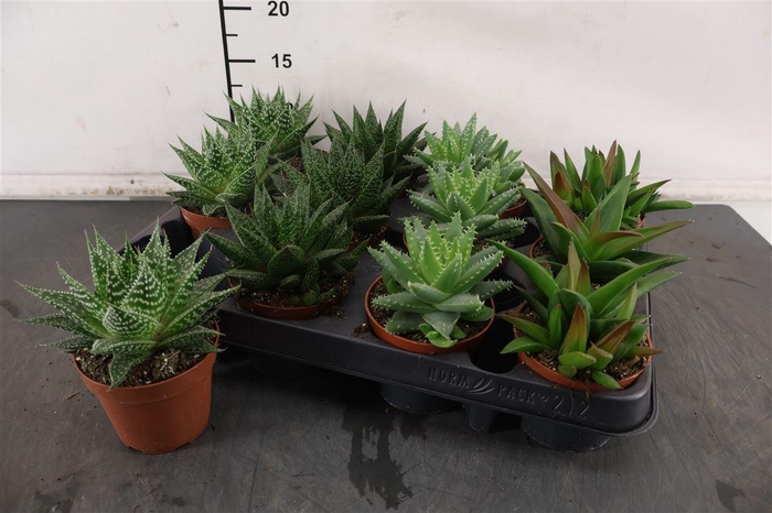 <h4>Haworthia 8.5 Cm. P. Premium Mix / Gemengd</h4>