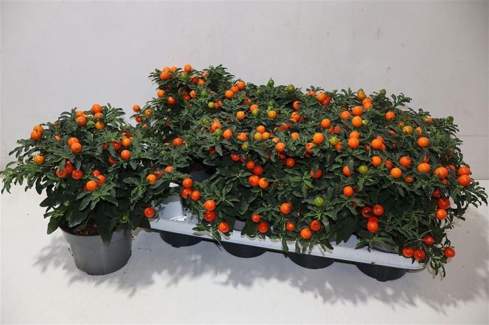 <h4>Solan Pseudocapsic</h4>