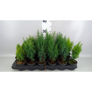 CONIFERS  MIX