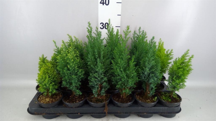 <h4>CONIFERS MIX</h4>