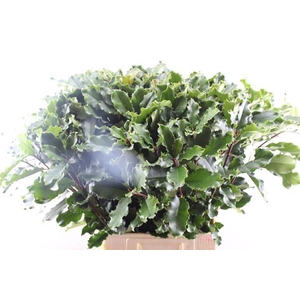 Deco Gr Phot Curly Fantasy L70