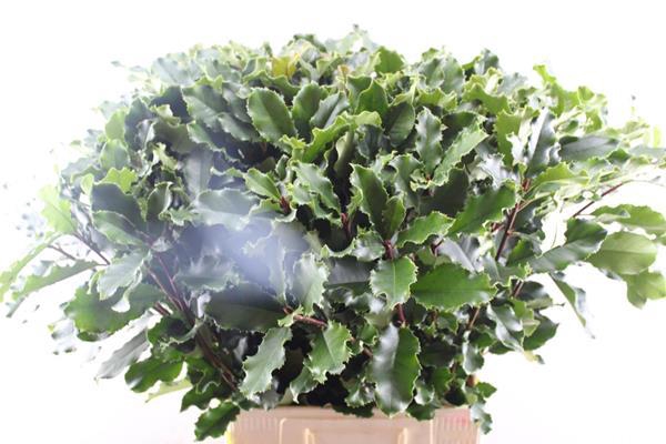 <h4>Deco Gr Phot Curly Fantasy L70</h4>