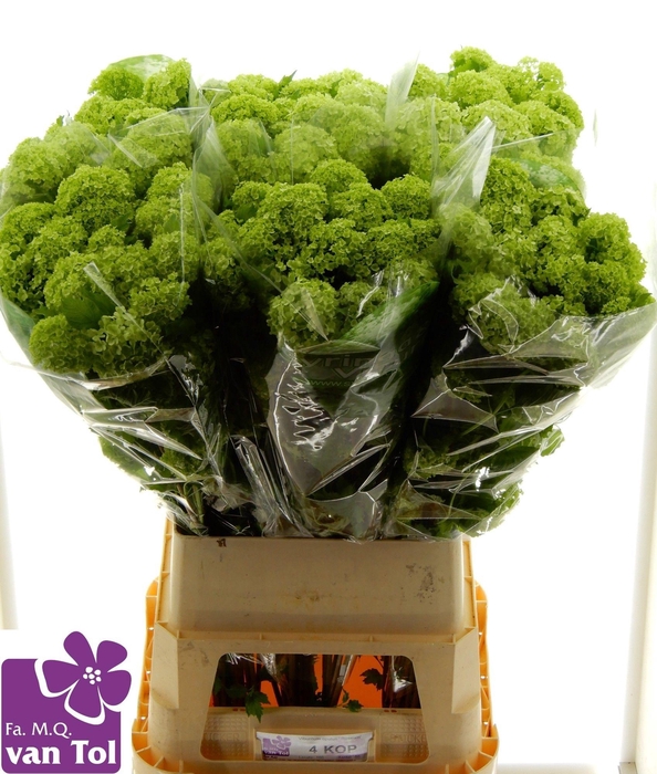 <h4>VIBURNUM ROSEUM ST</h4>