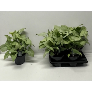 Syngonium Nguengi Laima 14Ø 50cm