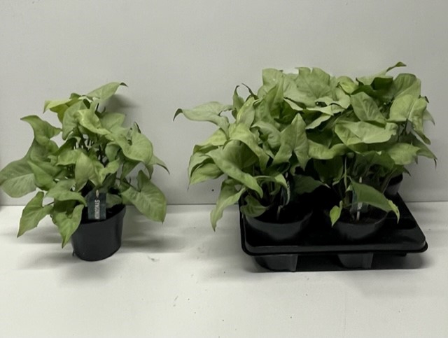 Syngonium Nguengi Laima 14Ø 50cm