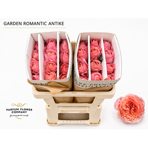 Rosa Garden Romantic Antike