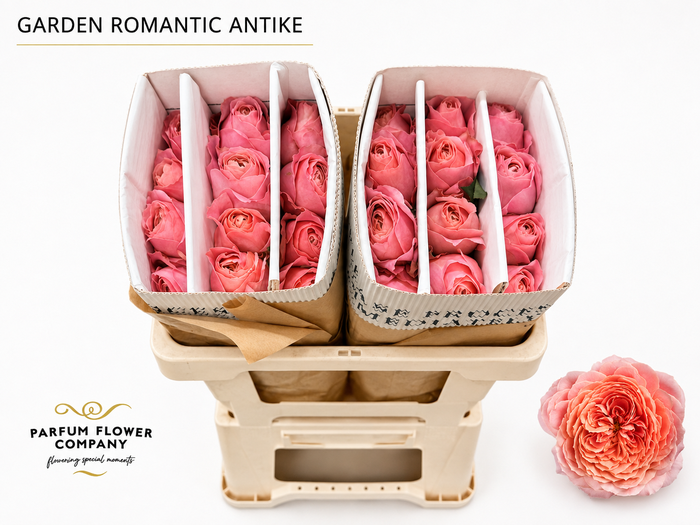 <h4>Rosa Garden Romantic Antike</h4>