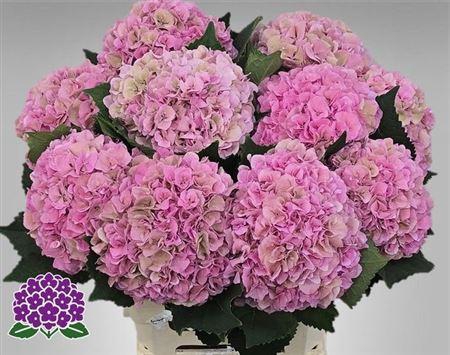 Hydr Cl M Roy Sympho