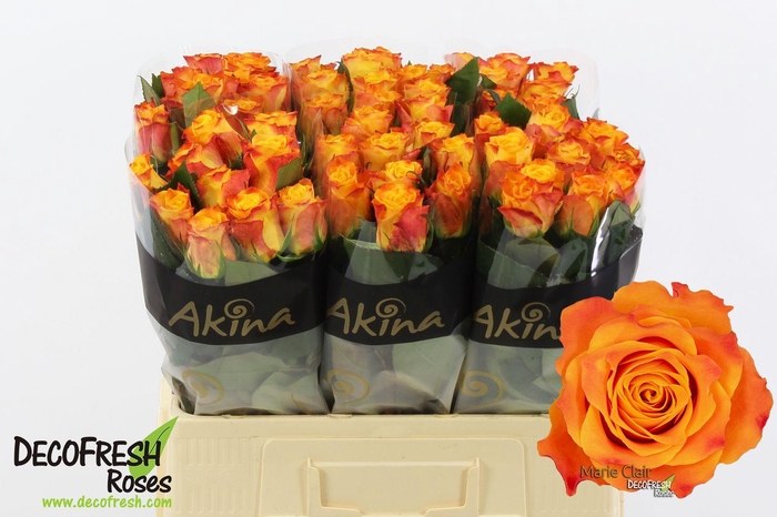 <h4>R Gr Marie Claire</h4>