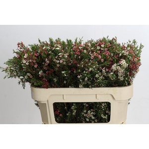 Chamelaucium My Sweet 16