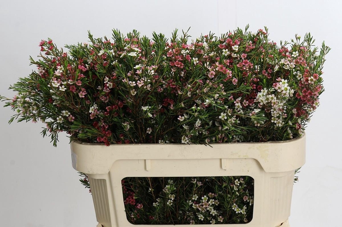 <h4>Chamelaucium My Sweet 16</h4>