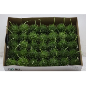 Sier Cucumis Egel Large Xl Hol