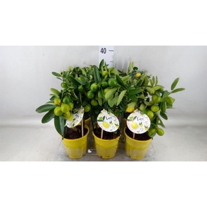 Citrofortunella floridana