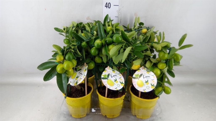 <h4>Citrofortunella floridana</h4>