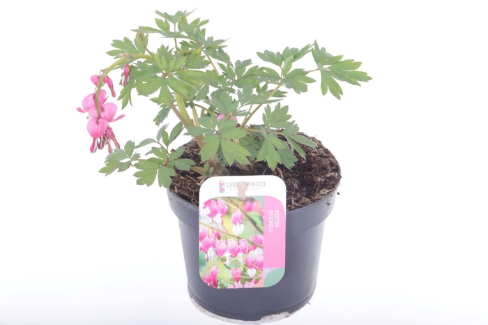 <h4>Dicentra spectabilis</h4>