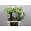 Viburnum Roseum St 1/2 Bal
