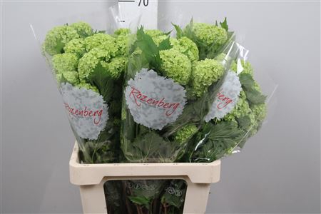 <h4>Viburnum Roseum St 1/2 Bal</h4>