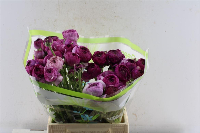 <h4>Ran Am Purple Jean</h4>