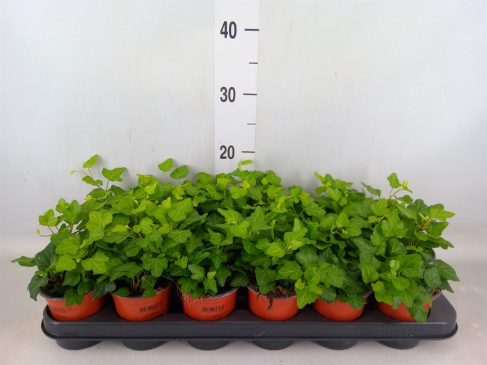 <h4>Hedera helix 'Wonder'</h4>
