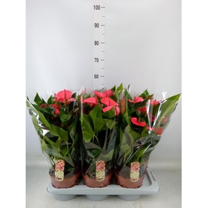 Anthurium andr. 'Melito'