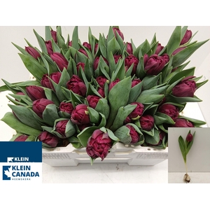 TU DU ALISON BRADLEY