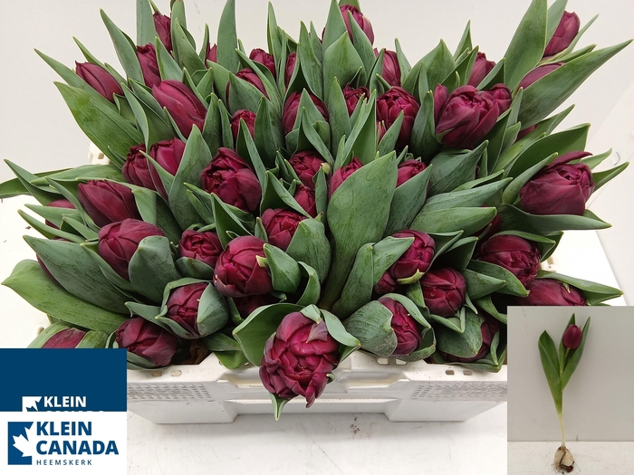 <h4>TU DU ALISON BRADLEY</h4>