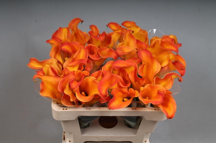 <h4>Zantedeschia callista</h4>