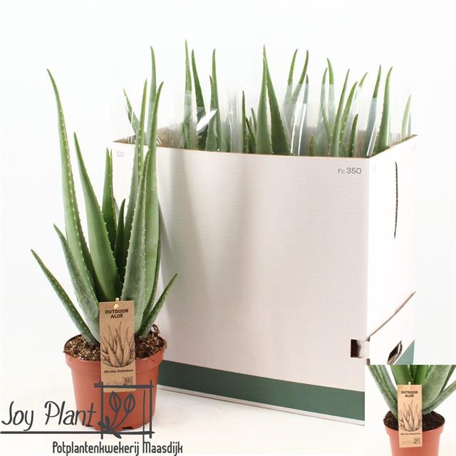 <h4>ALOE VERA</h4>