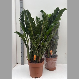 ZAMIO ZAMIIFOLIA