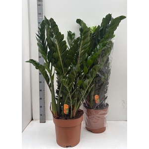 ZAMIO ZAMIIFOLIA