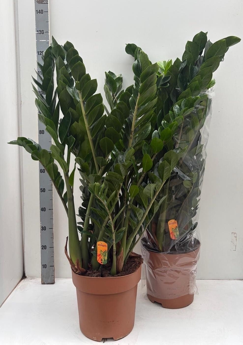 <h4>ZAMIO ZAMIIFOLIA</h4>