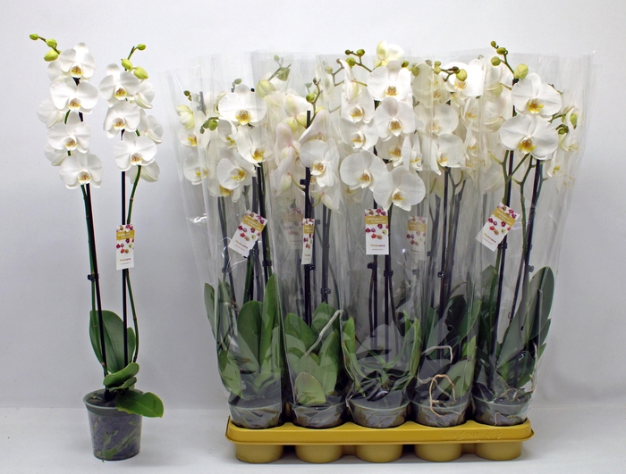 <h4>PHAL OV WIT</h4>