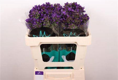 <h4>Camp Gl Benova Blue 50cm</h4>