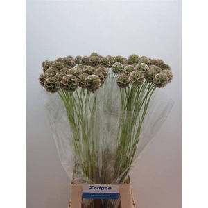 Scabiosa Stellata Zd