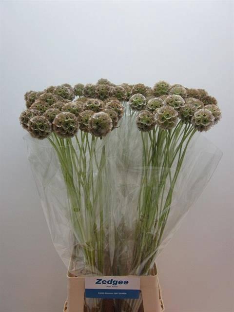 <h4>Scabiosa Stellata Zd</h4>